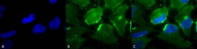 CD74 Antibody in Immunocytochemistry (ICC/IF)