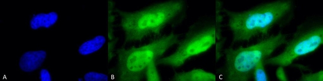 HSF1 Antibody in Immunocytochemistry (ICC/IF)