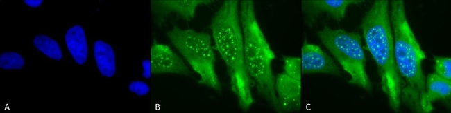 HO-1 Antibody in Immunocytochemistry (ICC/IF)