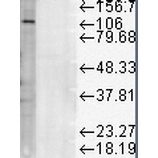 CD107a (LAMP-1) Antibody in Western Blot (WB)