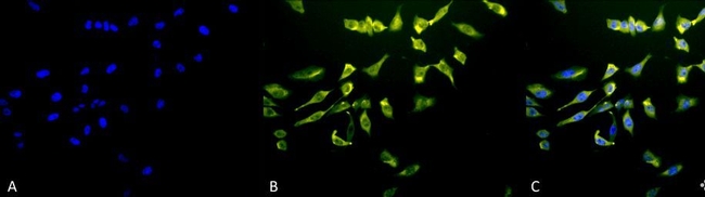 HSC70 Antibody in Immunocytochemistry (ICC/IF)