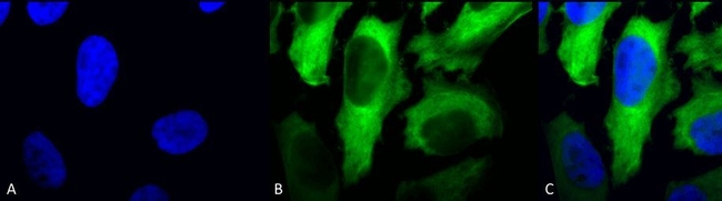 HSP27 Antibody in Immunocytochemistry (ICC/IF)