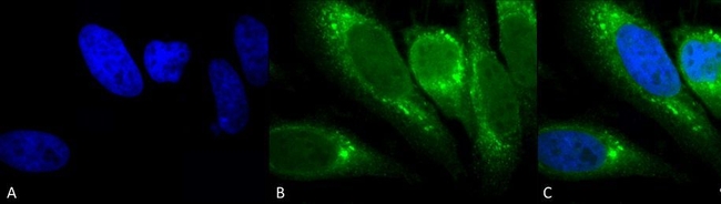 GRP78 Antibody in Immunocytochemistry (ICC/IF)