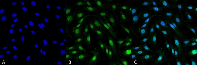 MDC1 Antibody in Immunocytochemistry (ICC/IF)