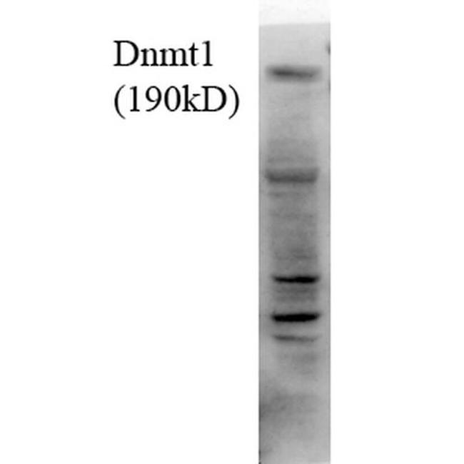 DNMT1 Antibody in Western Blot (WB)