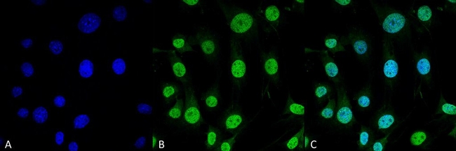 TRAP1 Antibody in Immunocytochemistry (ICC/IF)