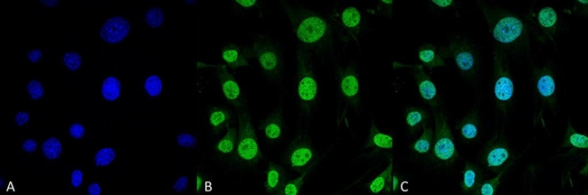 TRAP1 Antibody in Immunocytochemistry (ICC/IF)