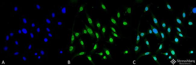 GRP78 Antibody in Immunocytochemistry (ICC/IF)