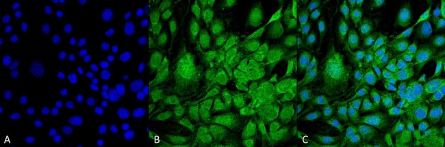 GRP78 Antibody in Immunocytochemistry (ICC/IF)