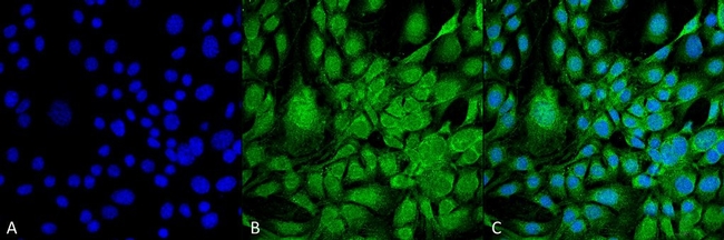 GRP78 Antibody in Immunocytochemistry (ICC/IF)