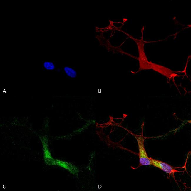 HCN1 Antibody in Immunocytochemistry (ICC/IF)