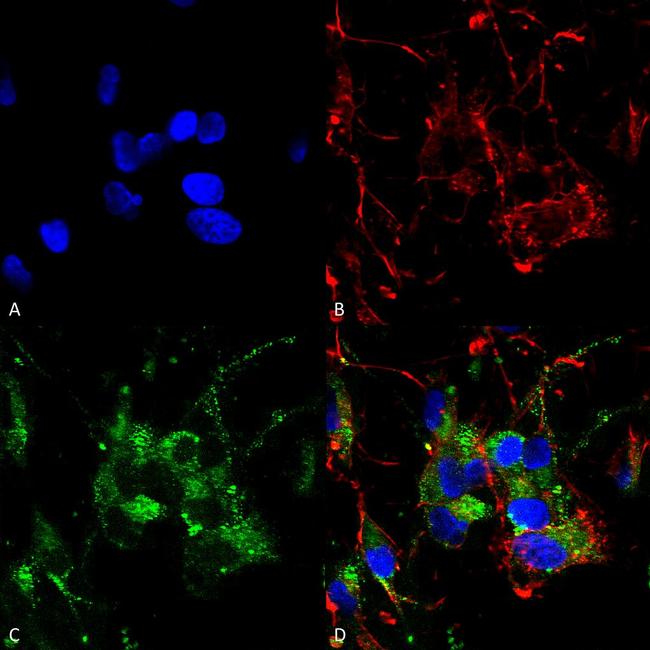 HCN2 Antibody in Immunocytochemistry (ICC/IF)