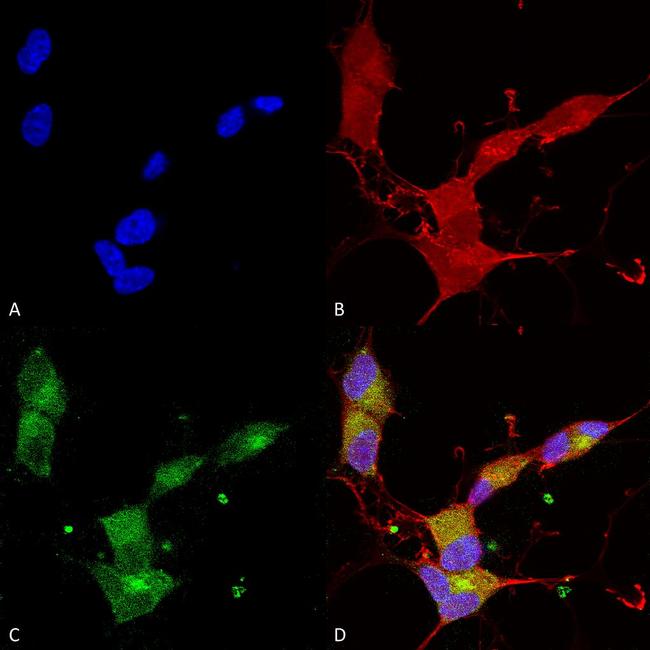 KCNQ4 Antibody in Immunocytochemistry (ICC/IF)