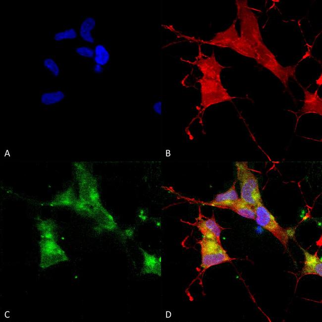 HCN4 Antibody in Immunocytochemistry (ICC/IF)