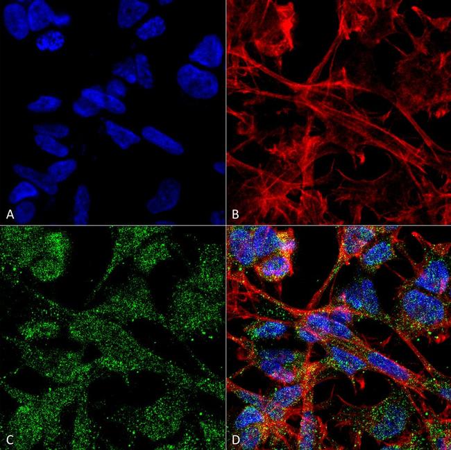 KCC2 Antibody in Immunocytochemistry (ICC/IF)