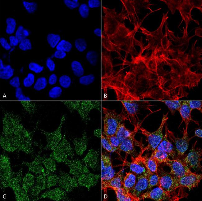 VGLUT2 Antibody in Immunocytochemistry (ICC/IF)