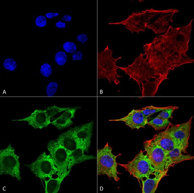 EAAC1 Antibody in Immunocytochemistry (ICC/IF)