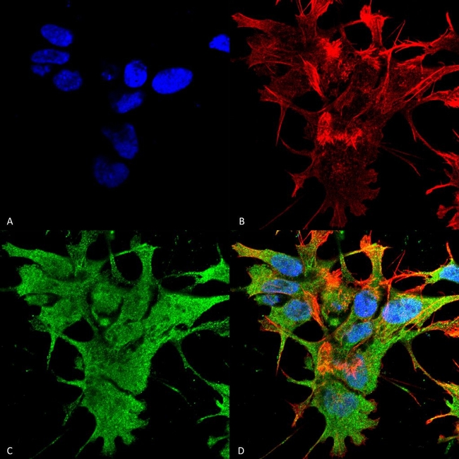 Dicer Antibody in Immunocytochemistry (ICC/IF)