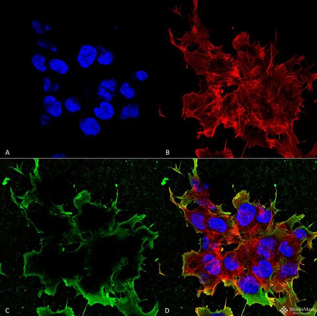 LRP4 Antibody in Immunocytochemistry (ICC/IF)