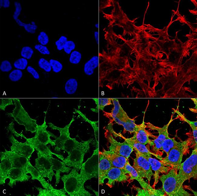 SUR2A Antibody in Immunocytochemistry (ICC/IF)