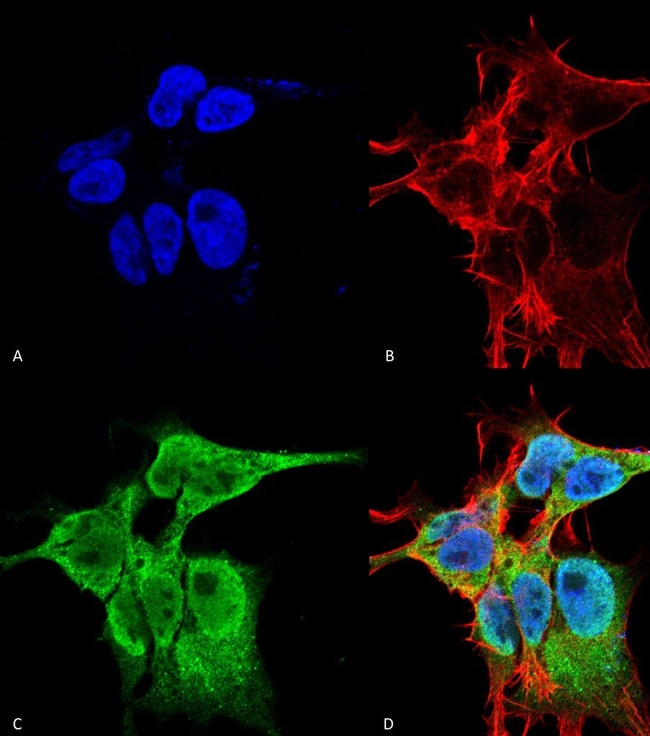 FGF13 Antibody in Immunocytochemistry (ICC/IF)