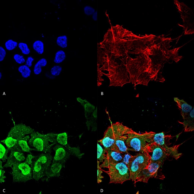 Ataxin 1 Antibody in Immunocytochemistry (ICC/IF)