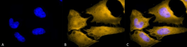 HSF1 Antibody in Immunocytochemistry (ICC/IF)