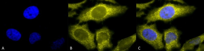 TCP1 Antibody in Immunocytochemistry (ICC/IF)