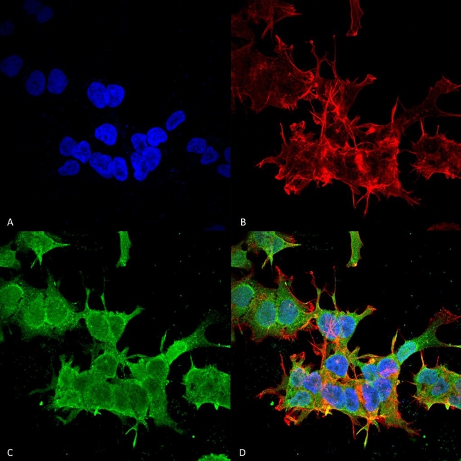 Spectrin beta-4 Antibody in Immunocytochemistry (ICC/IF)