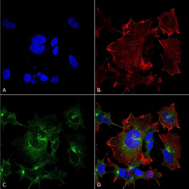 NPAS4 Antibody in Immunocytochemistry (ICC/IF)