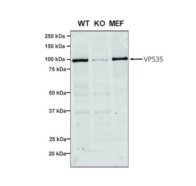 VPS35 Antibody in Western Blot (WB)