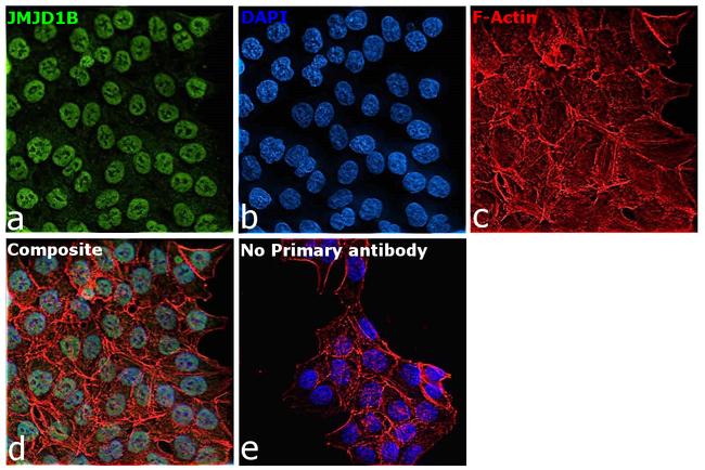 JMJD1B Antibody in Immunocytochemistry (ICC/IF)