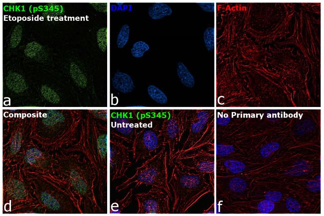 Phospho-CHK1 (Ser345) Antibody in Immunocytochemistry (ICC/IF)