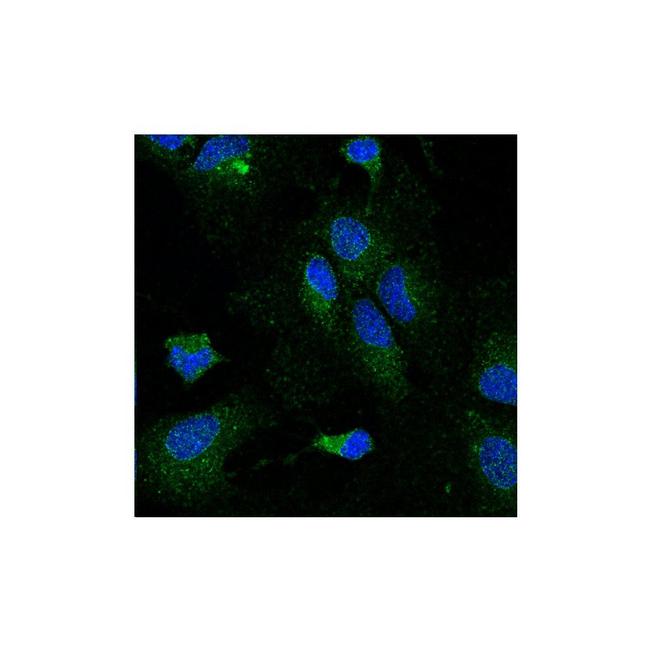 LPL Antibody in Immunocytochemistry (ICC/IF)