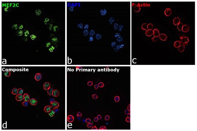 MEF2C Antibody in Immunocytochemistry (ICC/IF)