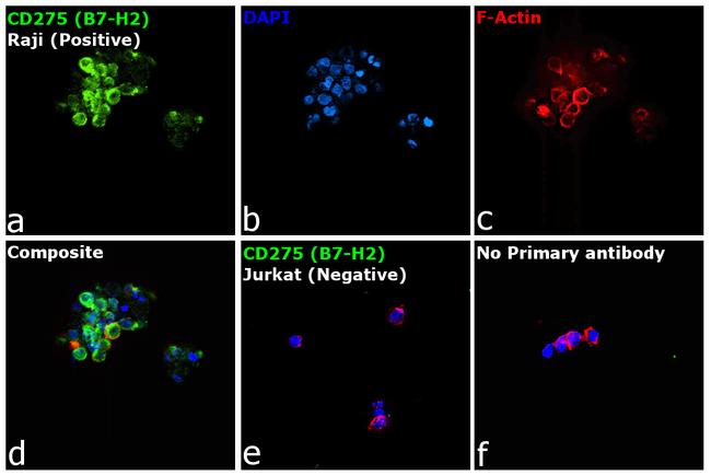 CD275 (B7-H2) Antibody in Immunocytochemistry (ICC/IF)