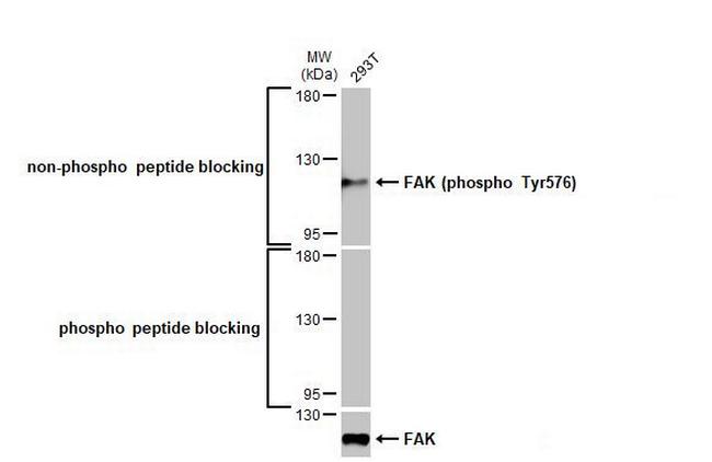 Phospho-FAK (Tyr576) Antibody in Western Blot (WB)