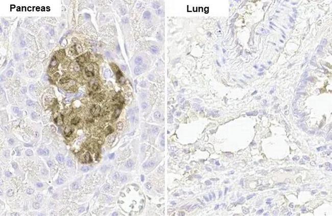 C-Peptide Antibody in Immunohistochemistry (Paraffin) (IHC (P))