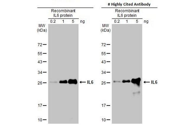 IL-6 Antibody in Western Blot (WB)