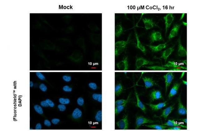 BNIP3L Antibody in Immunocytochemistry (ICC/IF)