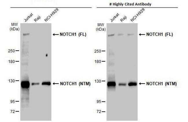 NOTCH1 Antibody in Western Blot (WB)