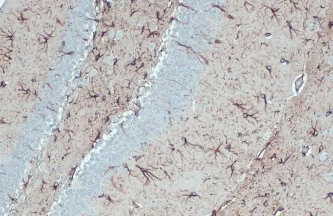 GFAP Antibody in Immunohistochemistry (Paraffin) (IHC (P))