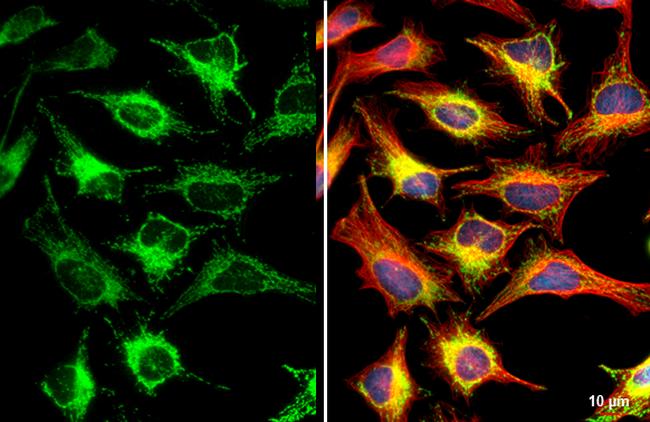 C2orf33 Antibody in Immunocytochemistry (ICC/IF)