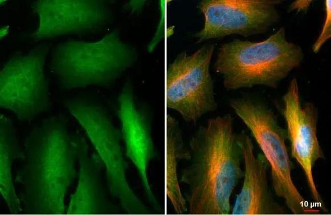 NEK7 Antibody in Immunocytochemistry (ICC/IF)