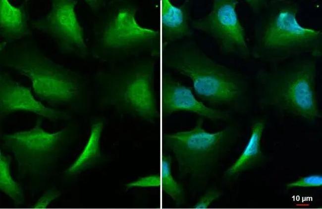 NEK7 Antibody in Immunocytochemistry (ICC/IF)