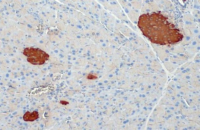 Insulin Antibody in Immunohistochemistry (Paraffin) (IHC (P))