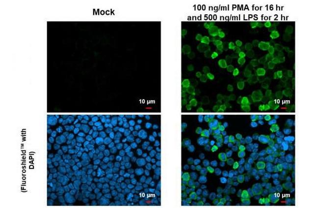 IL-1 beta Antibody in Immunocytochemistry (ICC/IF)