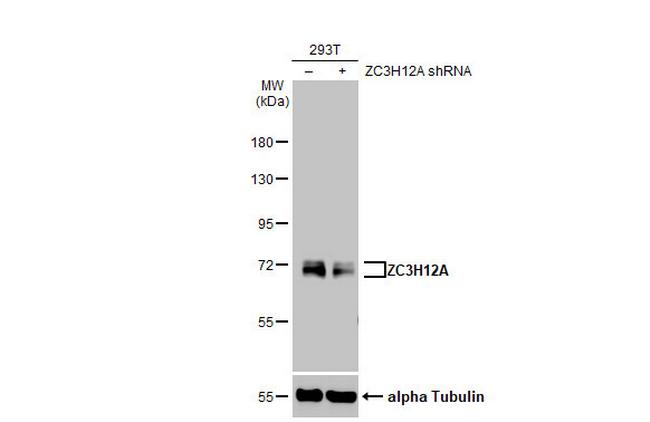 ZC3H12A Antibody in Western Blot (WB)