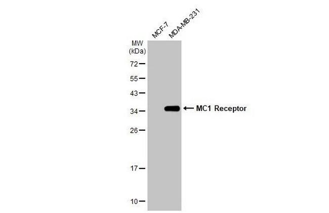 MC1R Antibody in Western Blot (WB)