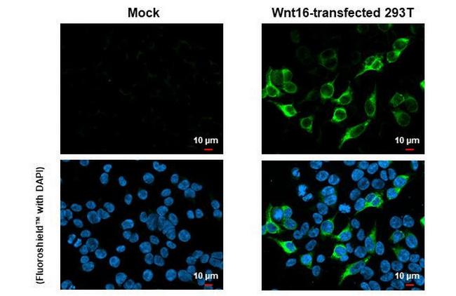 WNT16 Antibody in Immunocytochemistry (ICC/IF)